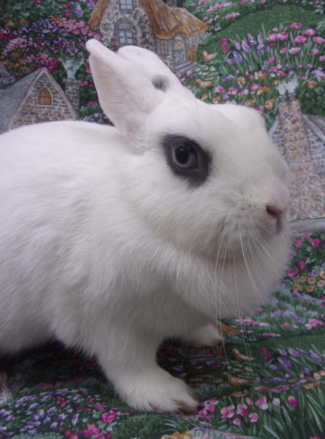SUZY Q, Adoptable, Adult Female Hotot.