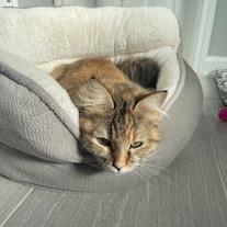 Enlarge Maija, a Adoptable Domestic Long Hair in Katy, TX image 1/3