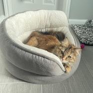 Enlarge Maija, a Adoptable Domestic Long Hair in Katy, TX image 2/3