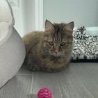 Enlarge Maija, a Adoptable Domestic Long Hair in Katy, TX image 3/3