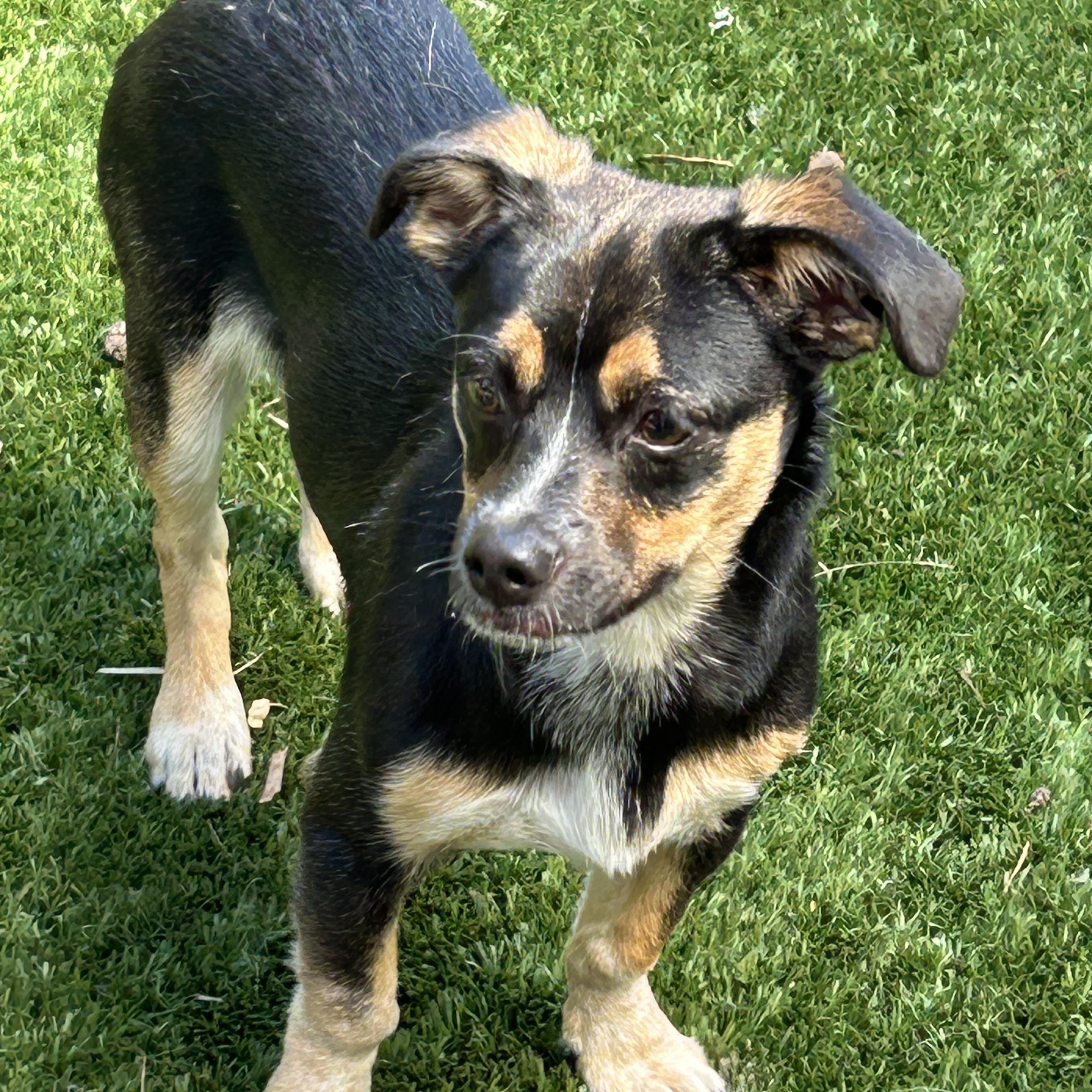 Enlarge Milo Lee Chi, a ADOPTABLE mixed breed in Sarasota, FL image 1/3