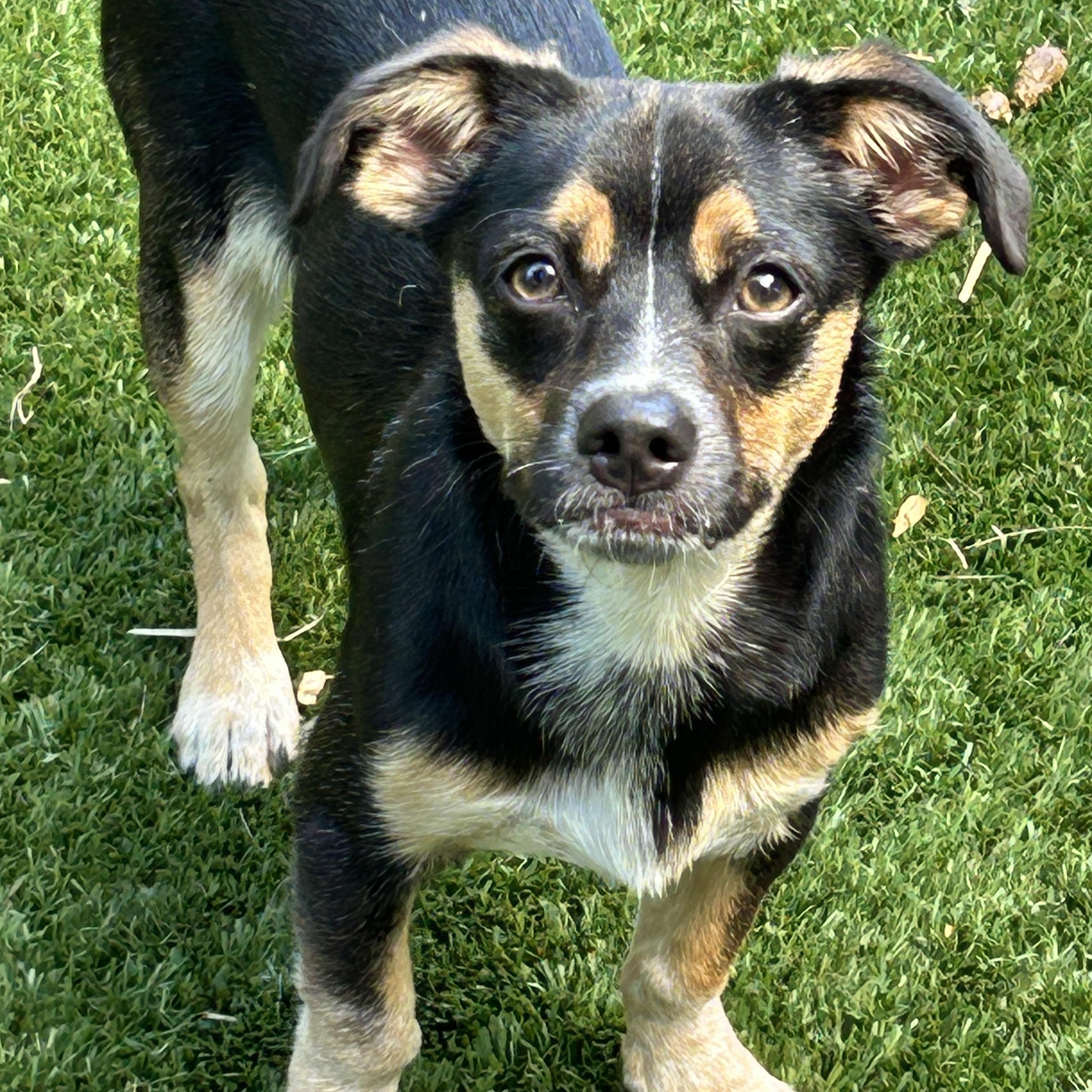 Enlarge Milo Lee Chi, a ADOPTABLE mixed breed in Sarasota, FL image 3/3
