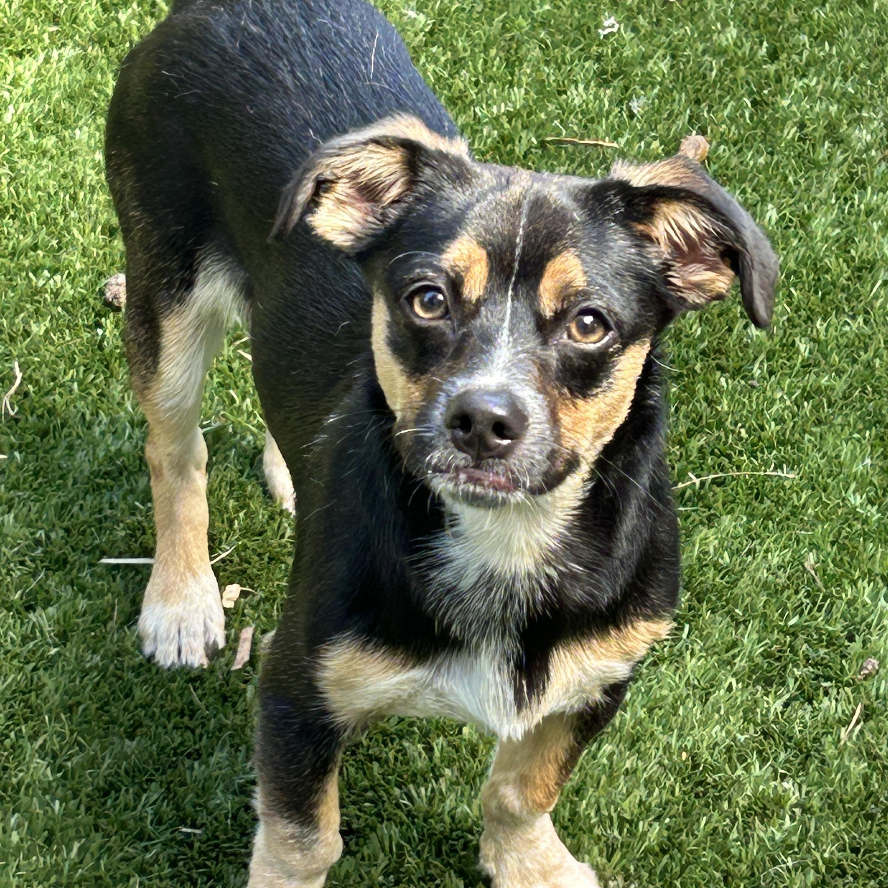 Enlarge Milo Lee Chi, a ADOPTABLE mixed breed in Sarasota, FL image 2/3
