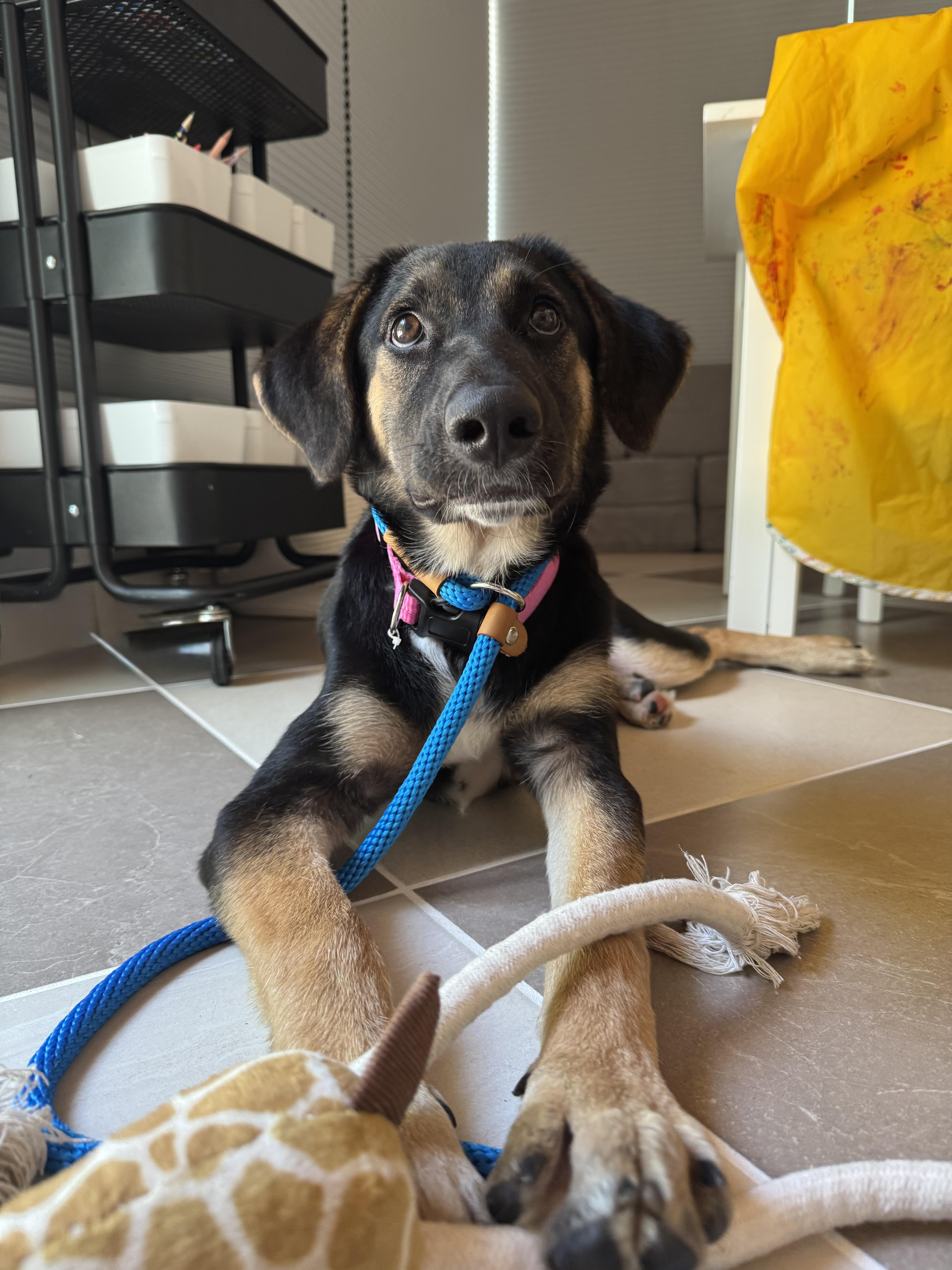 Roxy, Baby Female German Shepherd Dog