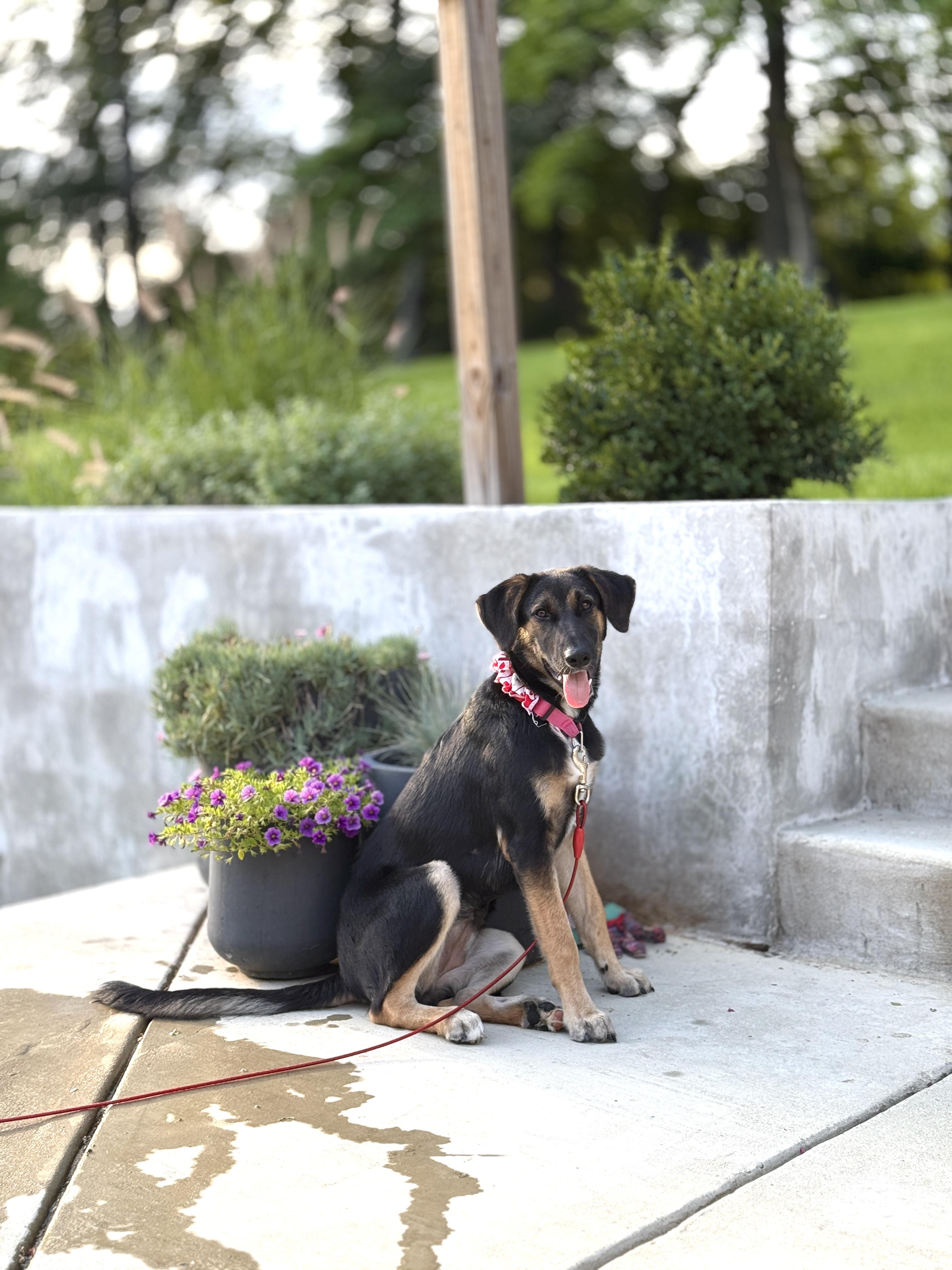 Roxy