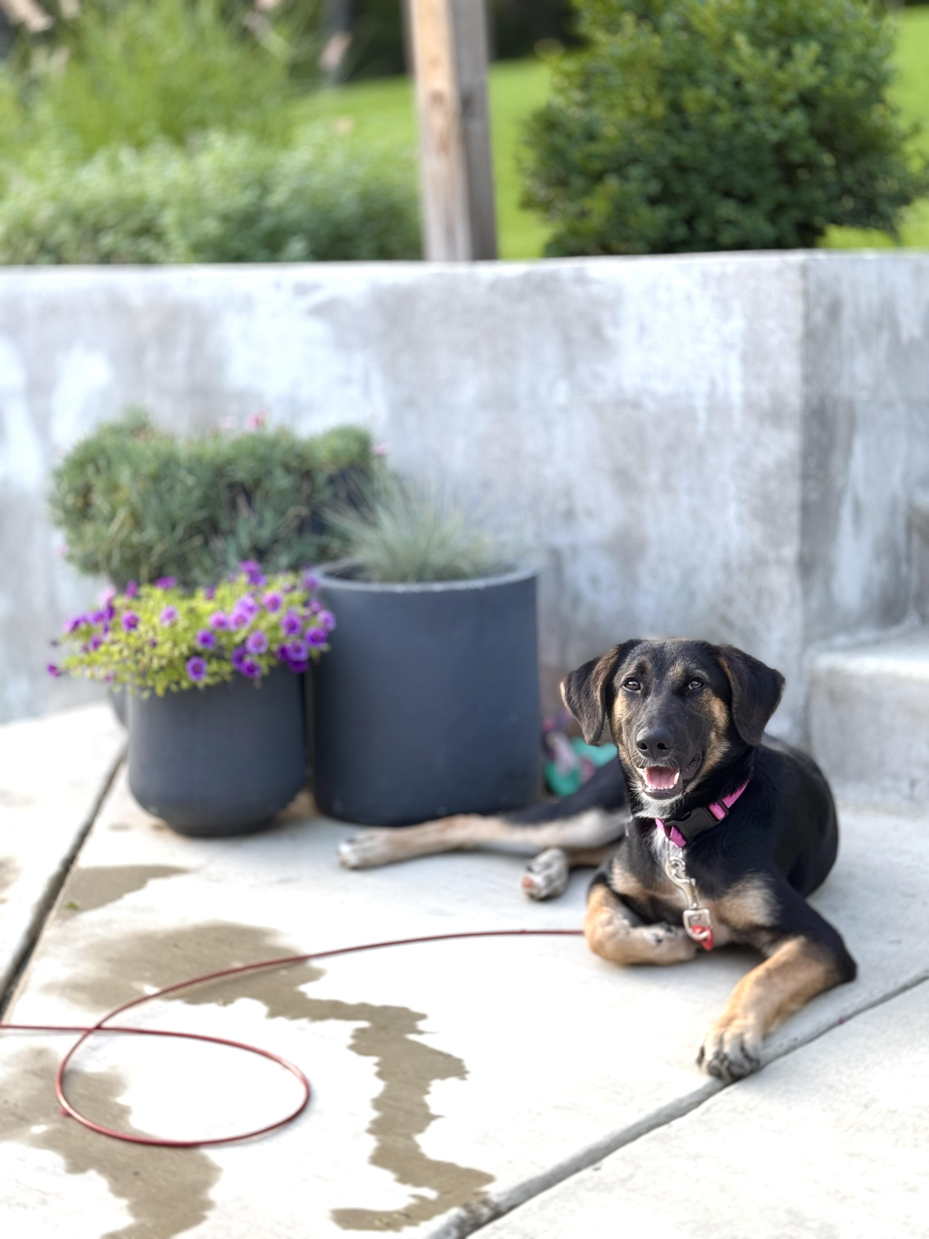 Roxy 2