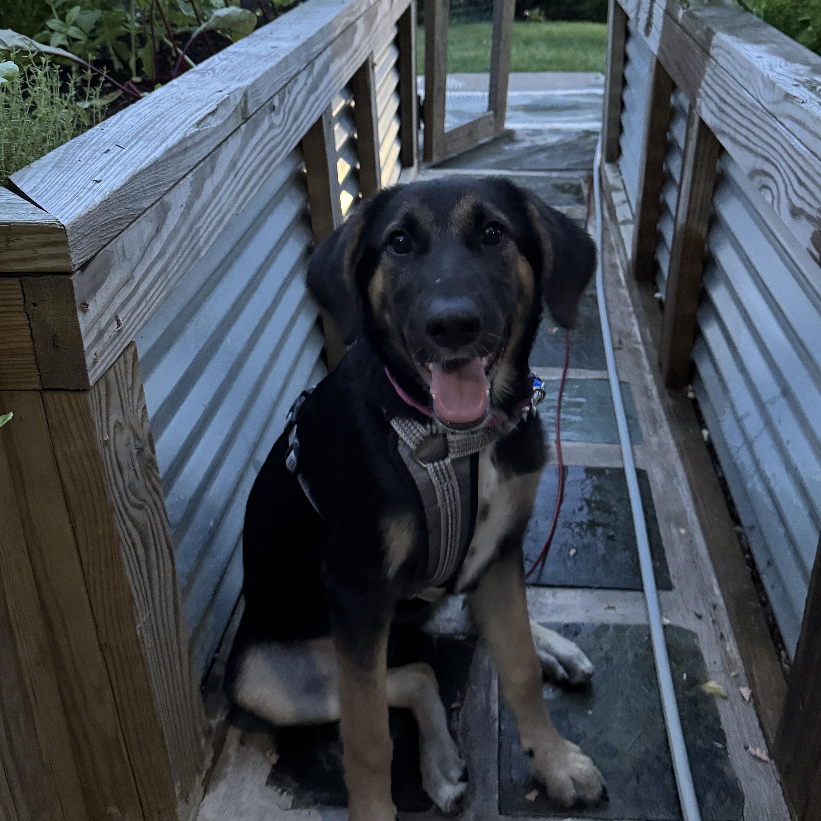Roxy photo 3