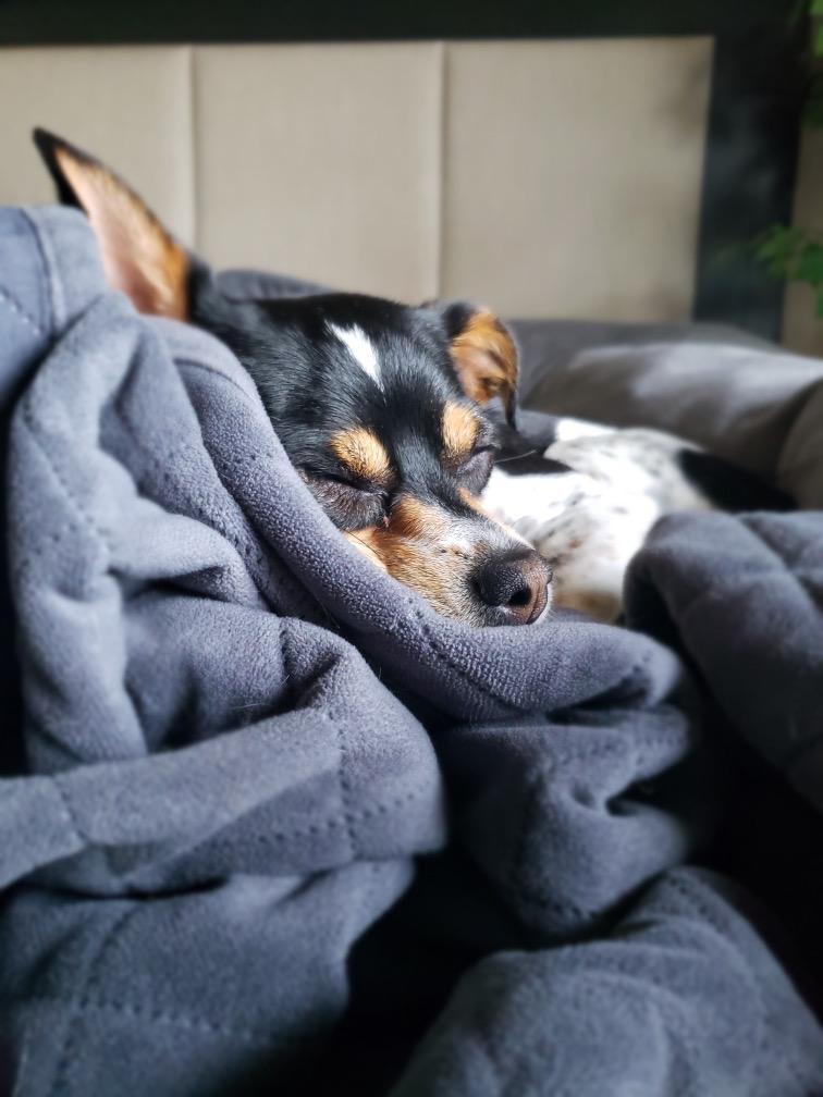 Pepper, a Adopted mixed breed in Lincoln, NE image 1/6