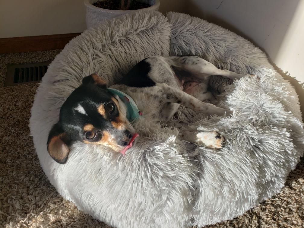 Pepper, a Adopted mixed breed in Lincoln, NE image 3/6