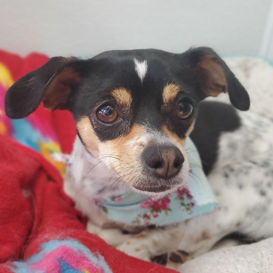 Pepper, a Adopted mixed breed in Lincoln, NE image 4/6