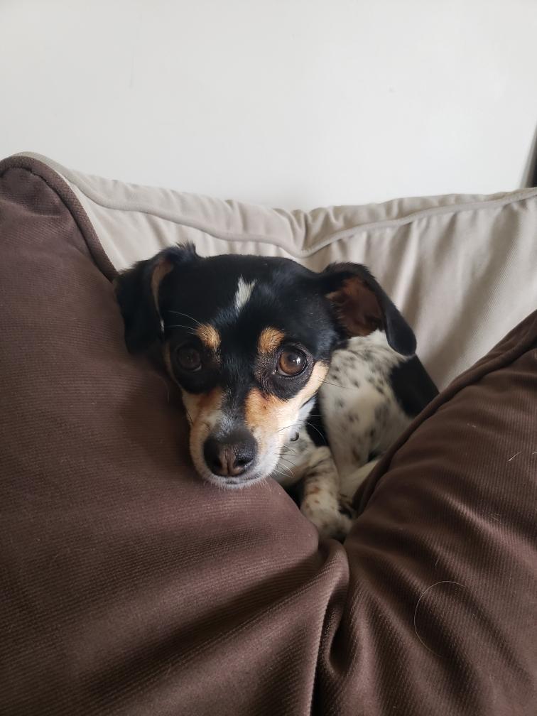 Pepper, a Adopted mixed breed in Lincoln, NE image 6/6