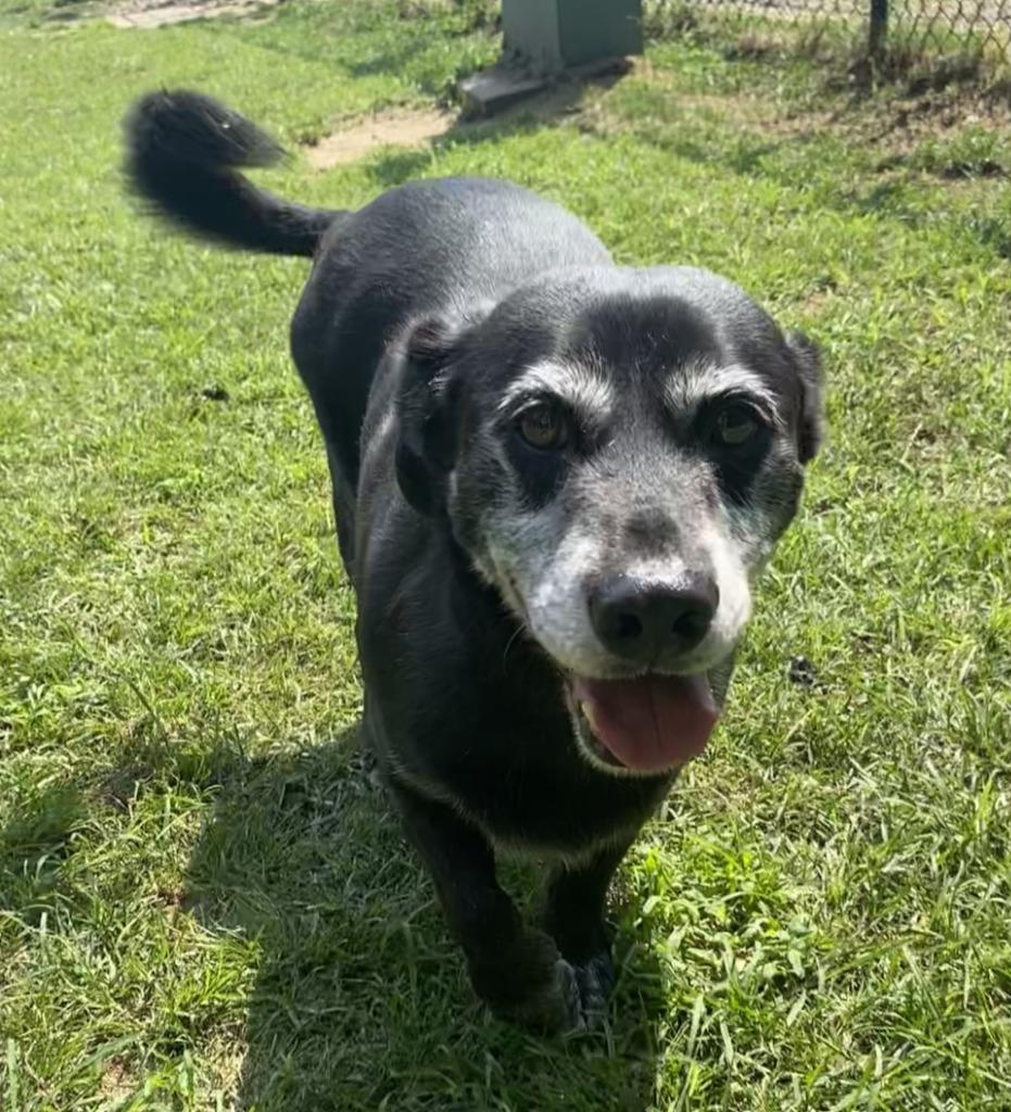 Enlarge Mopey, a Adoptable mixed breed in Little Rock, AR image 1/4