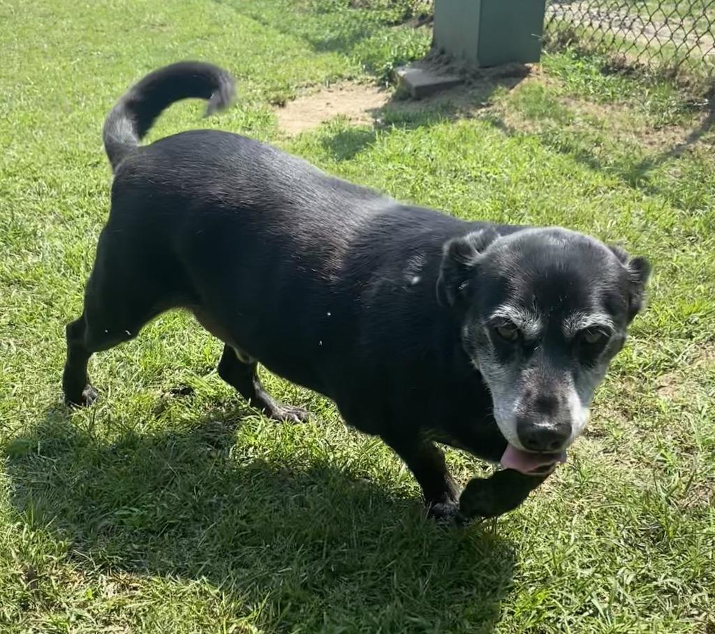 Enlarge Mopey, a Adoptable mixed breed in Little Rock, AR image 2/4