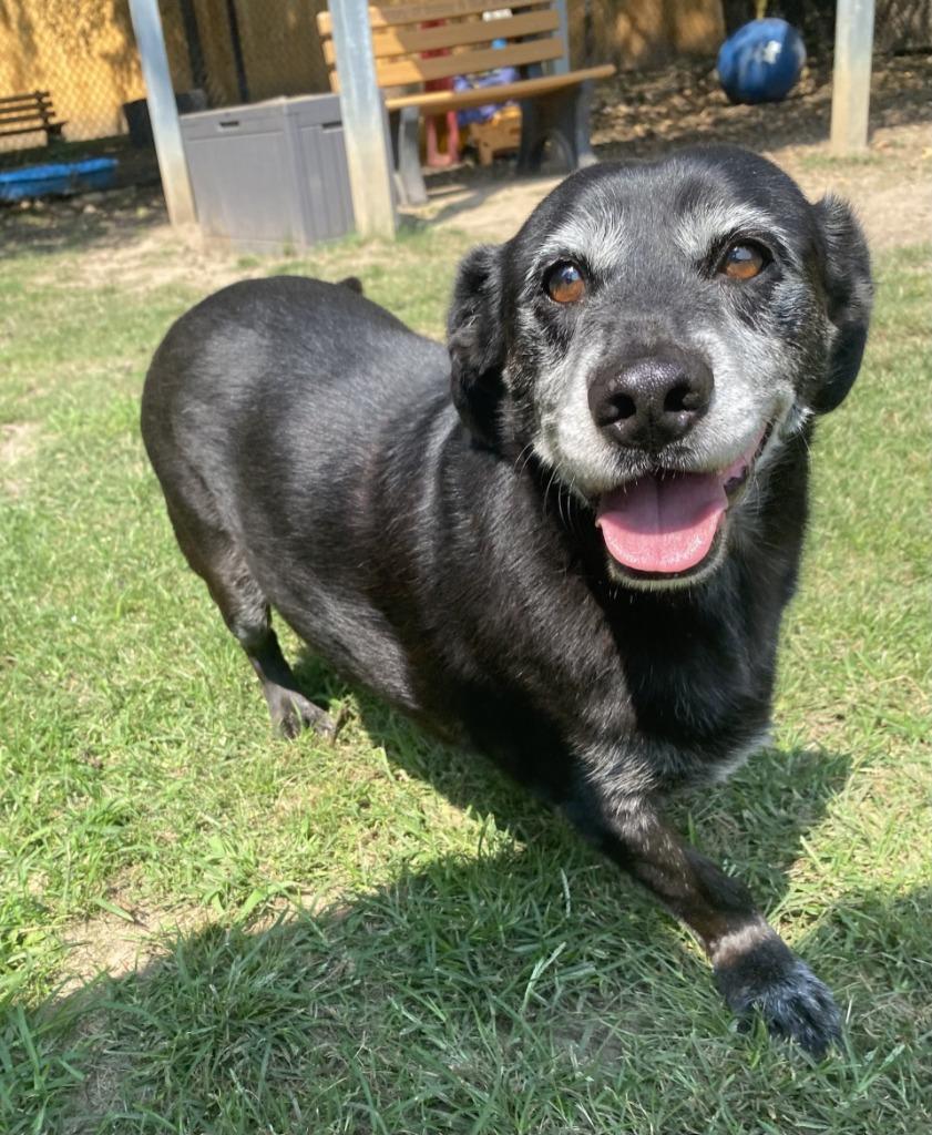 Enlarge Mopey, a Adoptable mixed breed in Little Rock, AR image 3/4