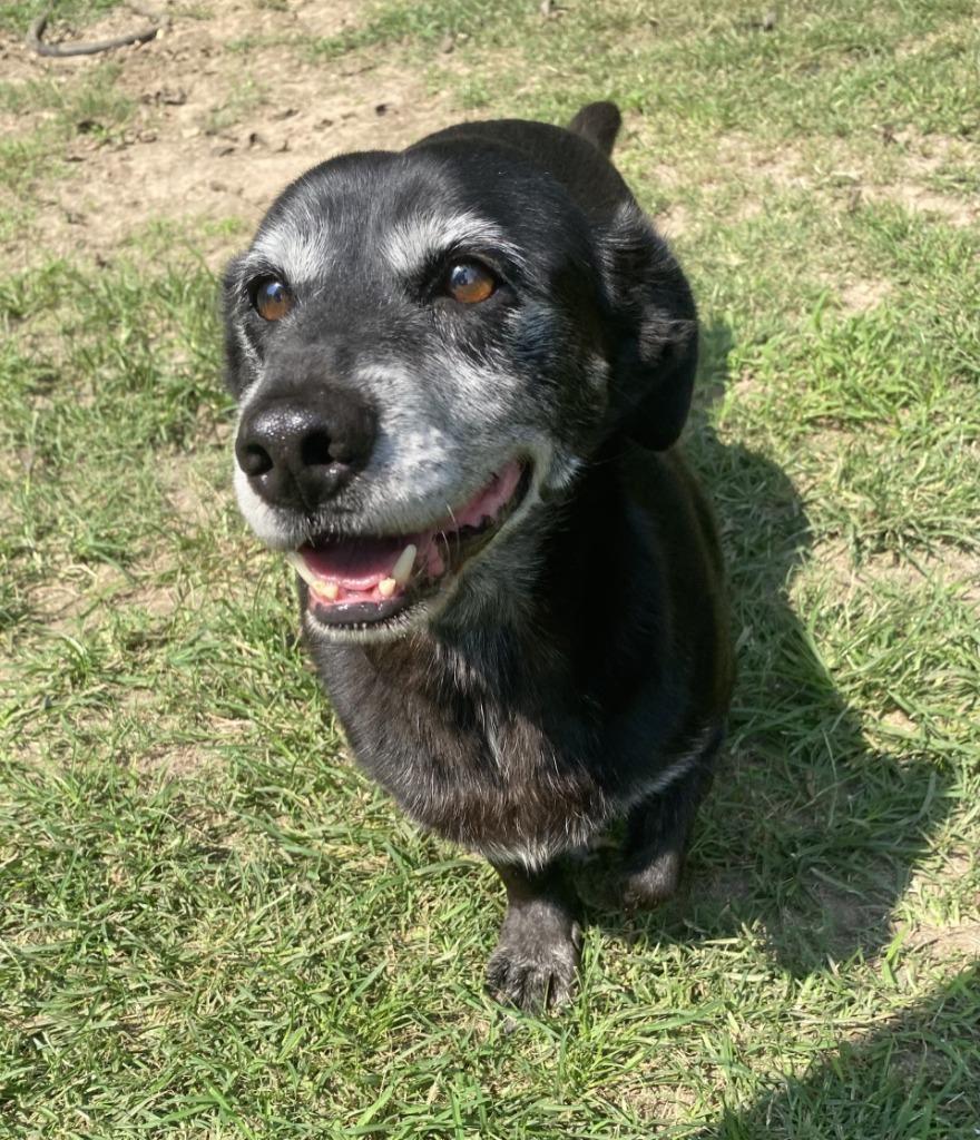 Enlarge Mopey, a Adoptable mixed breed in Little Rock, AR image 4/4