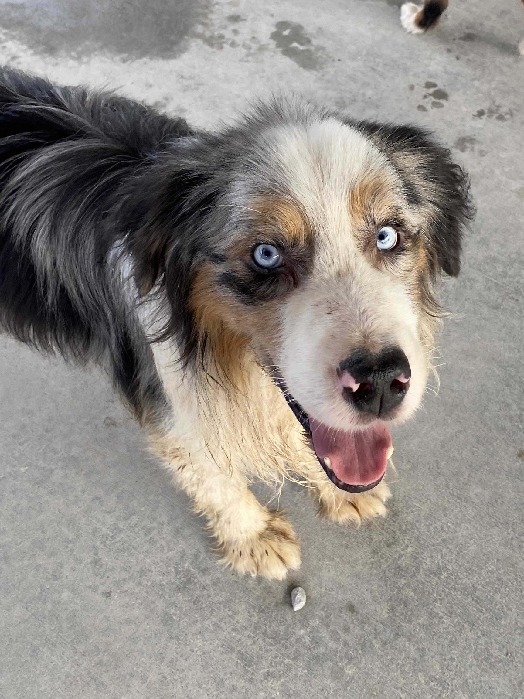 Lucas, ADOPTABLE, Adult Male Australian Shepherd.