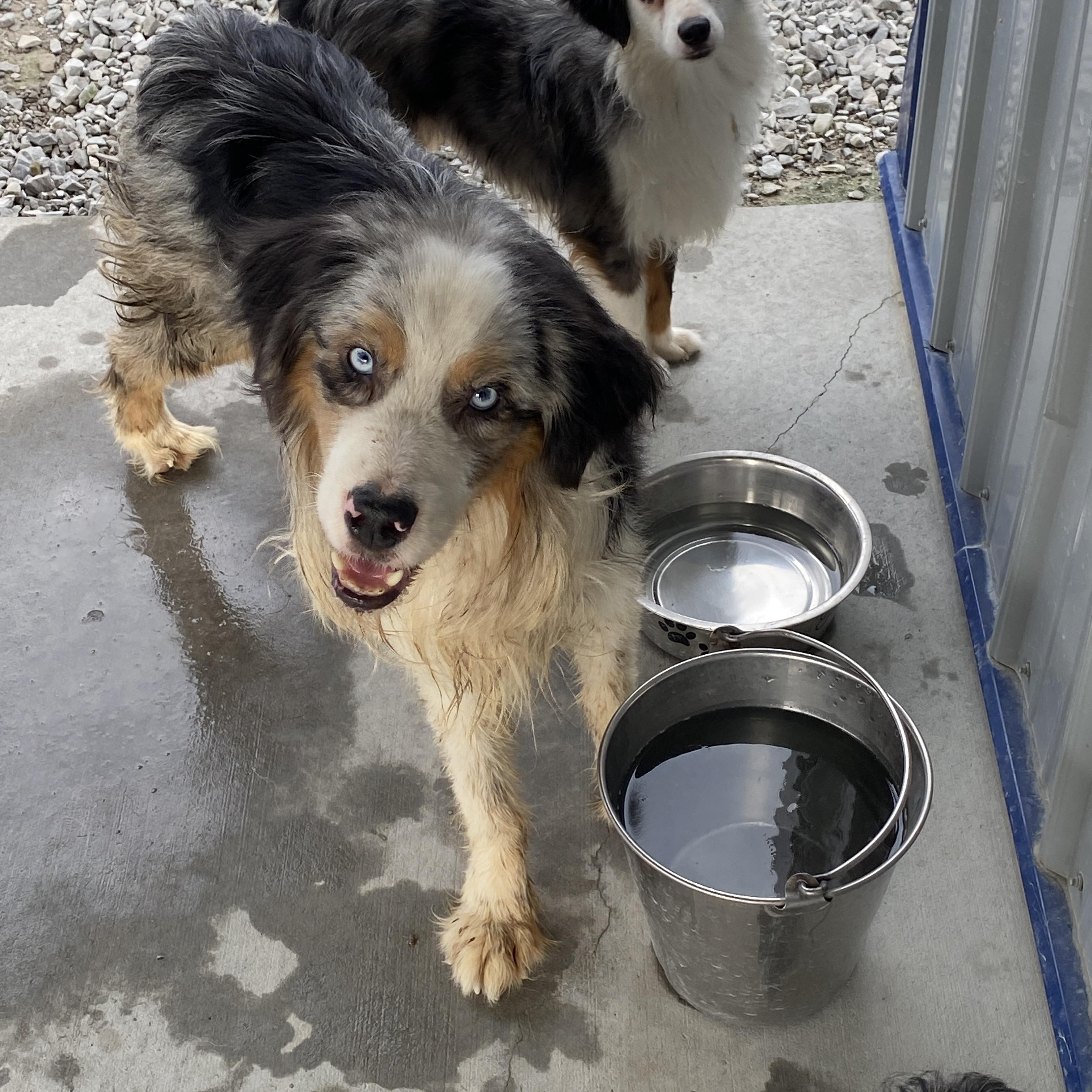 Enlarge Lucas, a Adopted Australian Shepherd in Hartford, KY image 6/6