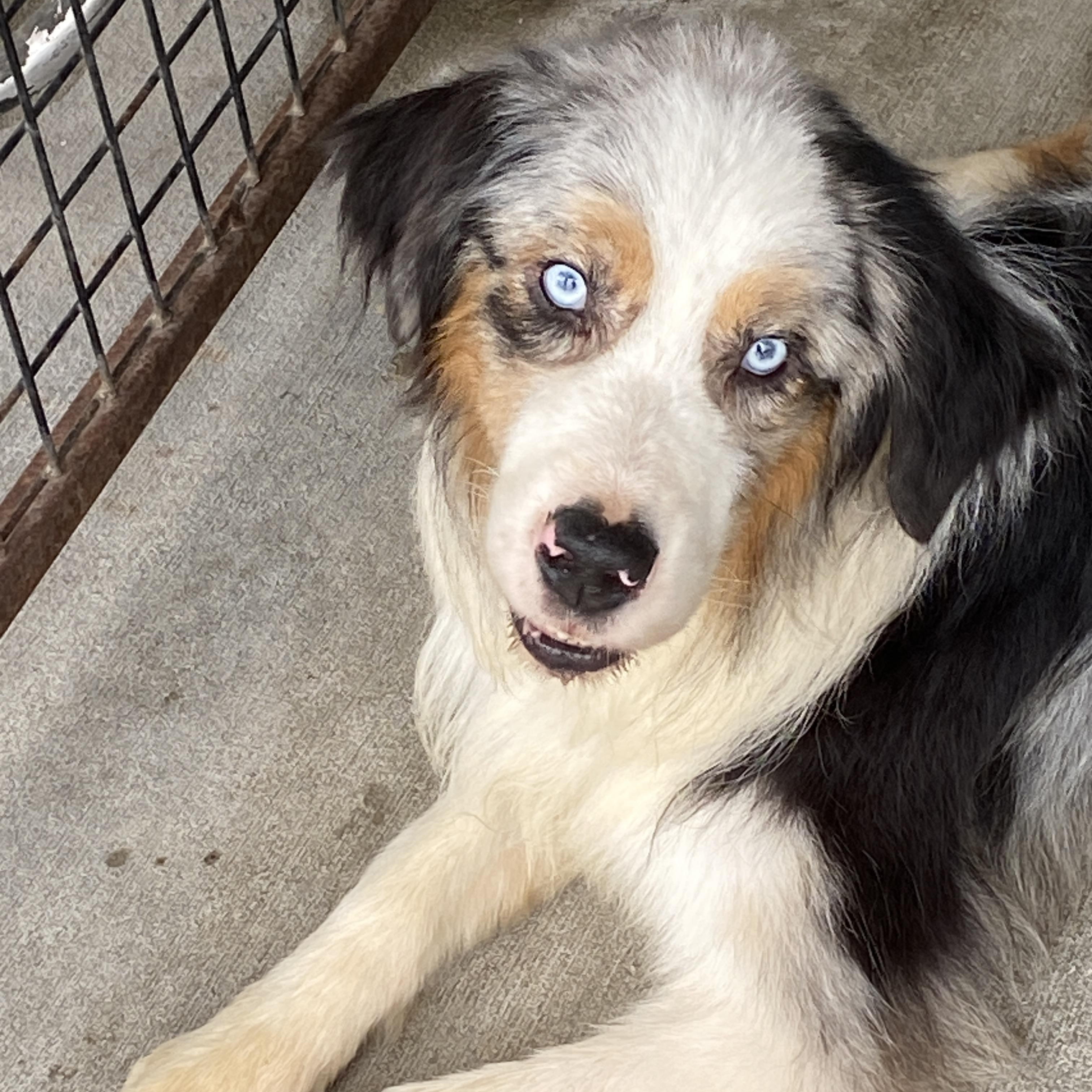 Lucas, Adopted, Adult Male Australian Shepherd.