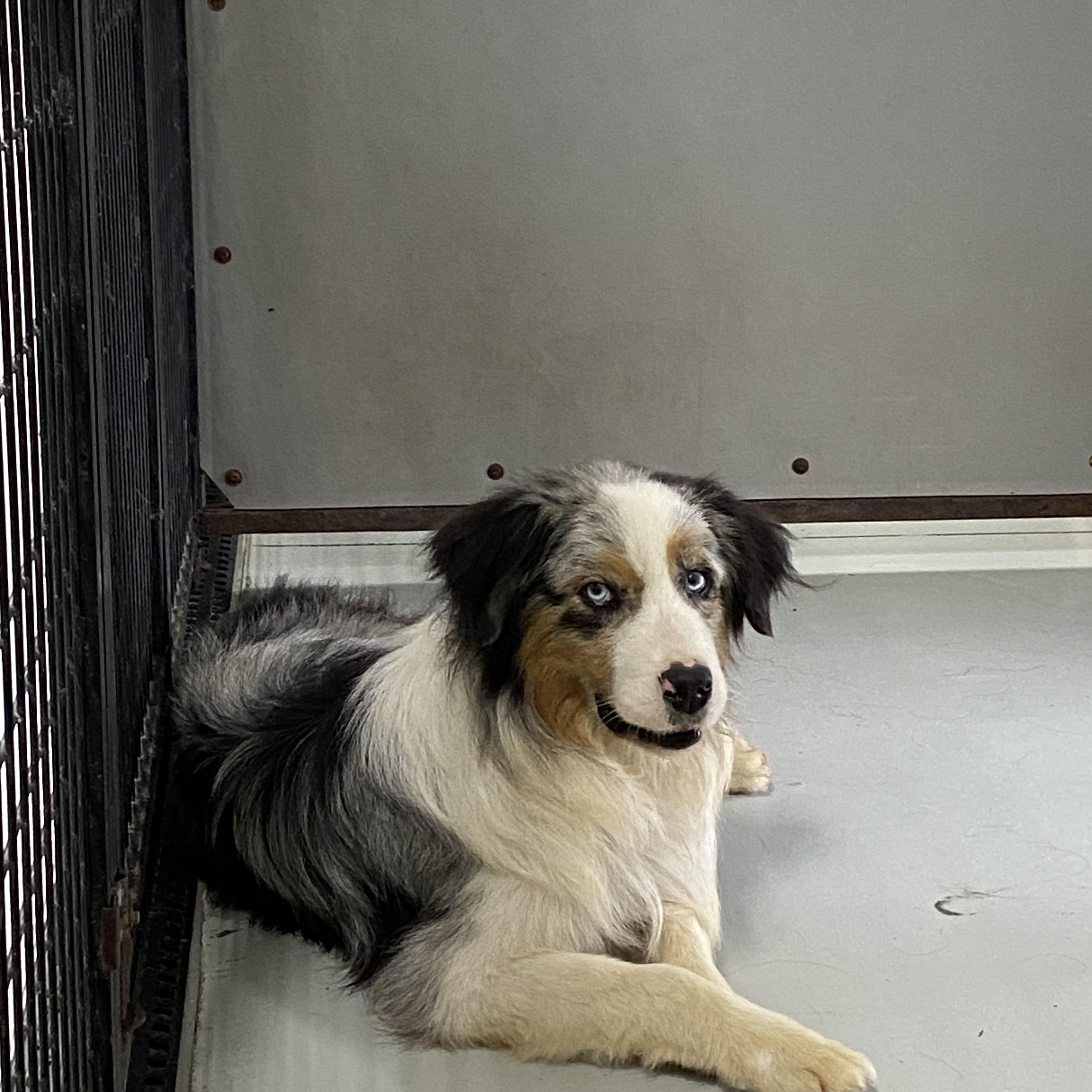 Enlarge Lucas, a Adopted Australian Shepherd in Hartford, KY image 2/6