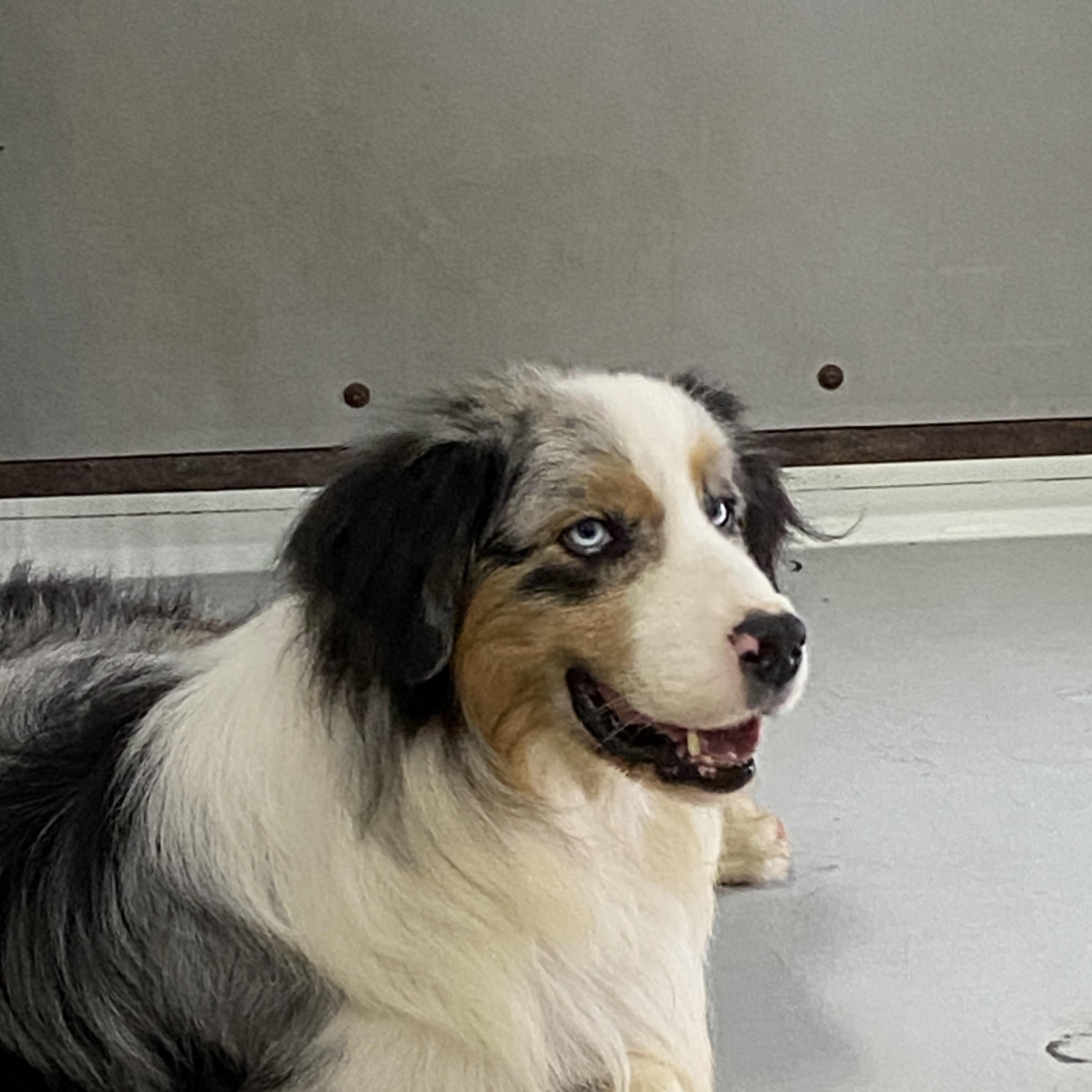 Enlarge Lucas, a Adopted Australian Shepherd in Hartford, KY image 3/6