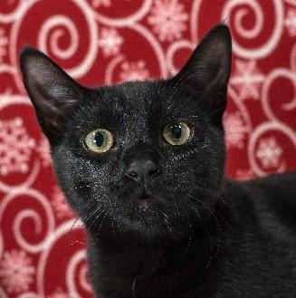 Enlarge Knight, a Adoptable Domestic Short Hair in Lafayette, LA image 1/3