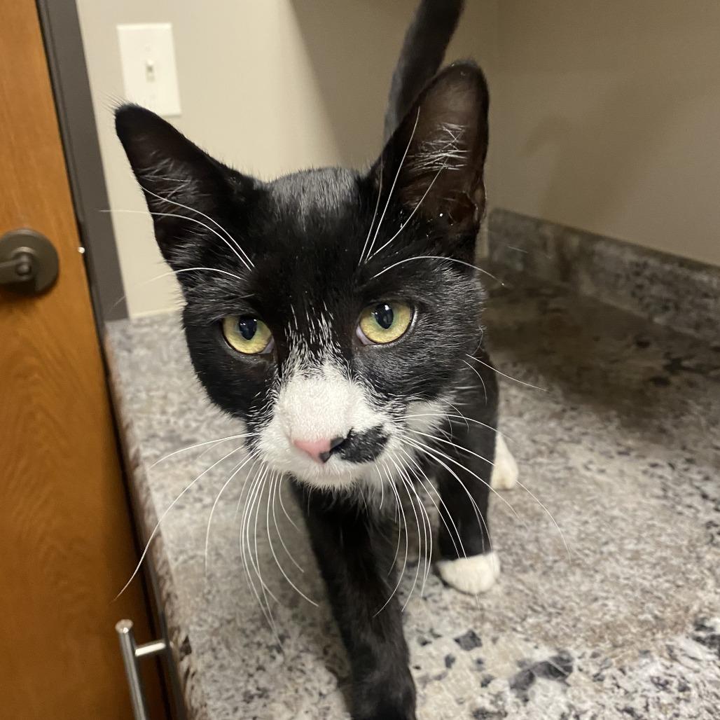Griffon, Adoptable, Young Male Domestic Short Hair.