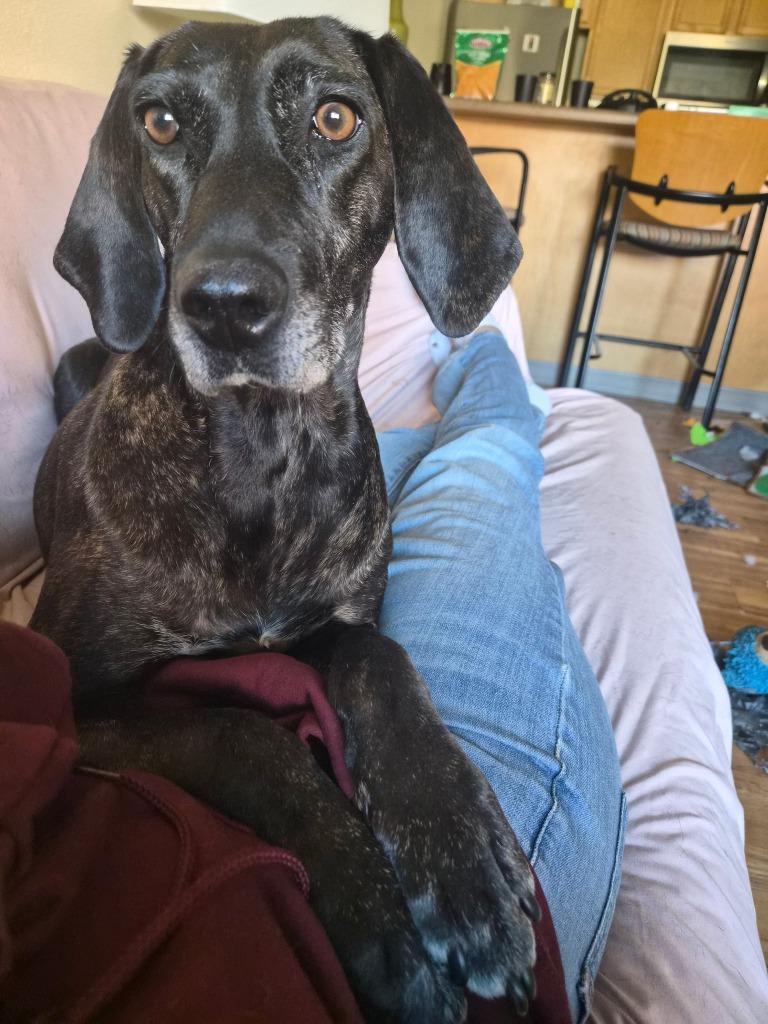 Kahlua - In Foster, Adoptable, Adult Female Hound.