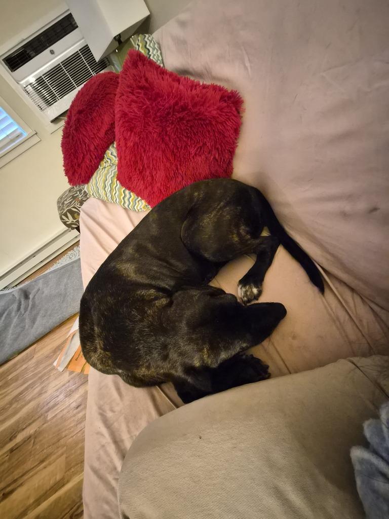 Kahlua - In Foster, Adoptable, Adult Female Hound.