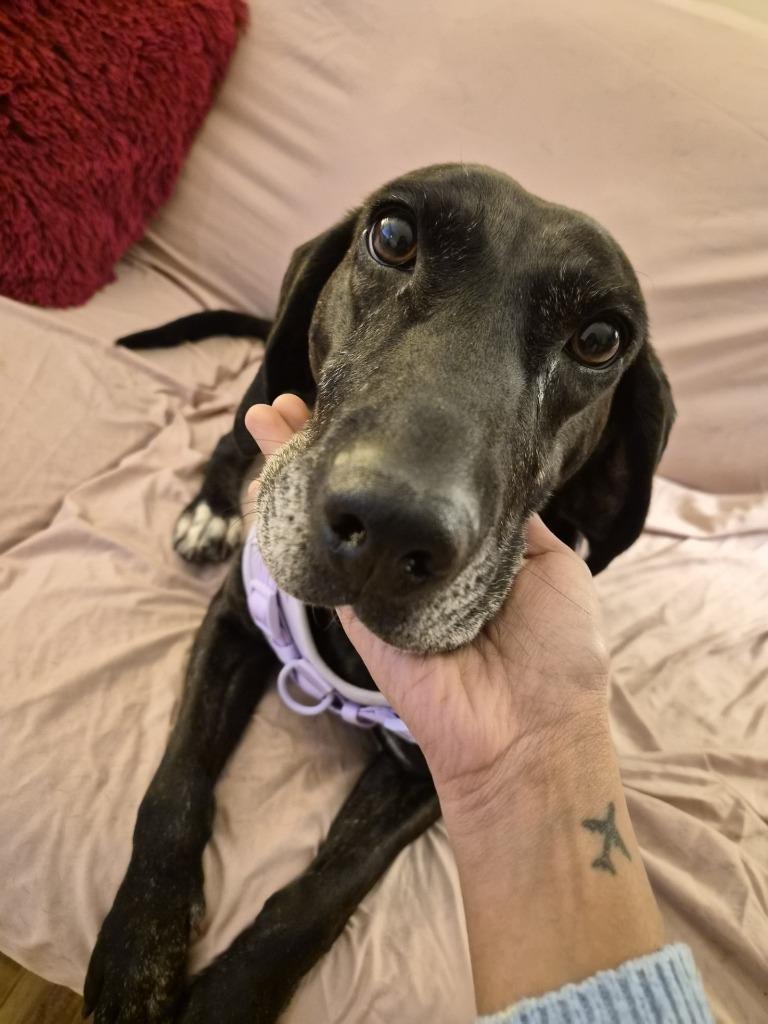 Enlarge Kahlua - In Foster, a Adoptable Hound in Grand Forks, ND image 2/3