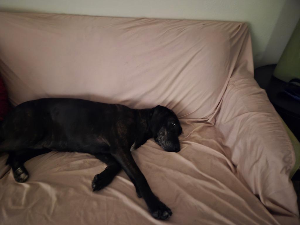 Enlarge Kahlua - In Foster, a Adoptable Hound in Grand Forks, ND image 4/6