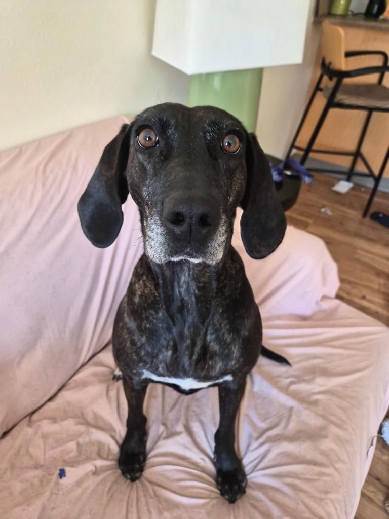 Enlarge Kahlua - In Foster, a Adoptable Hound in Grand Forks, ND image 5/6