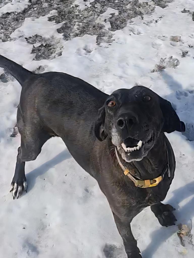 Enlarge Kahlua, a Adoptable Hound in Grand Forks, ND image 1/1