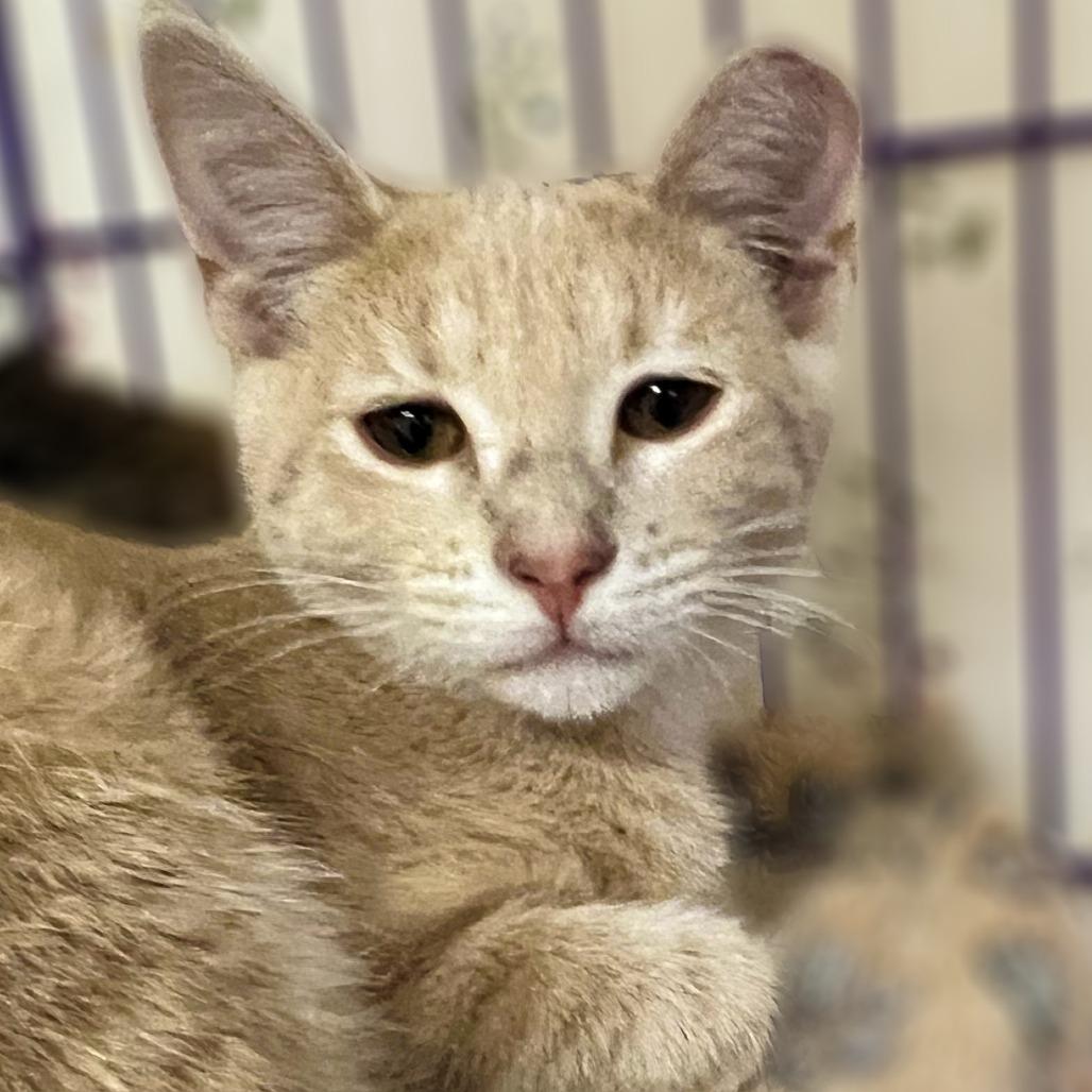 Mojo — thumbnail 2