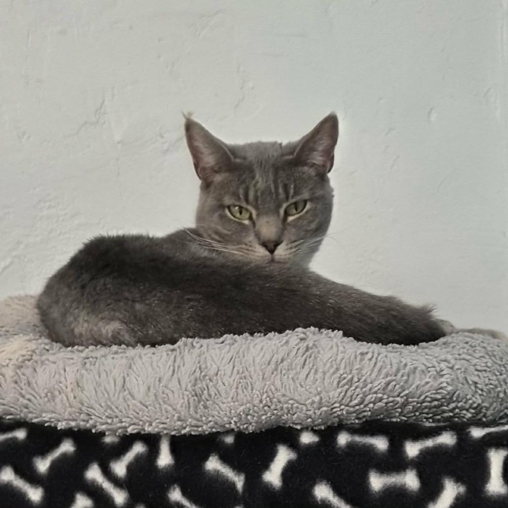 Enlarge Tammy, a Adoptable Domestic Short Hair in Las Cruces, NM image 1/2