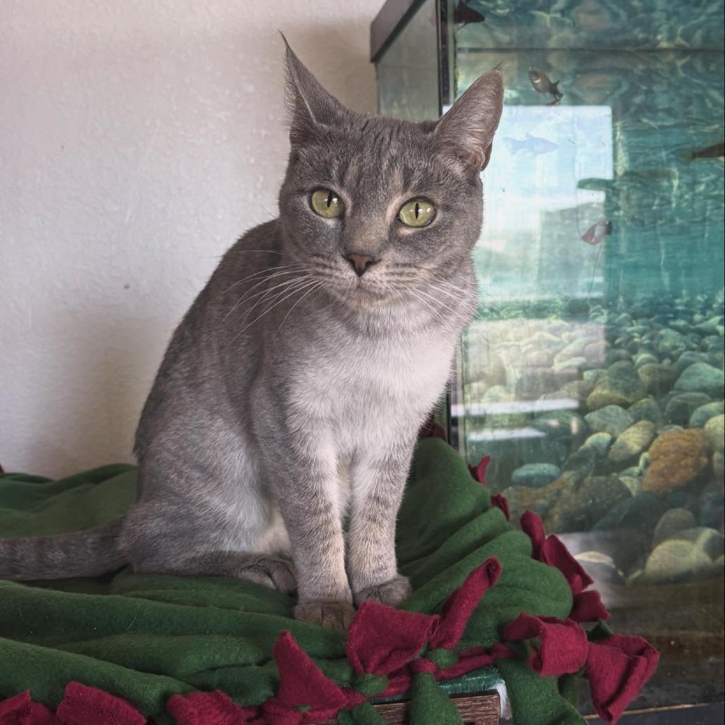Enlarge Tammy, a Adoptable Domestic Short Hair in Las Cruces, NM image 2/2