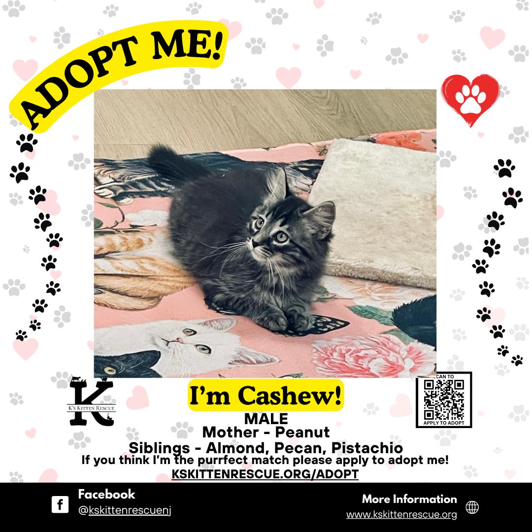 Cashew, ADOPTABLE, Kitten Male Domestic Medium Hair.