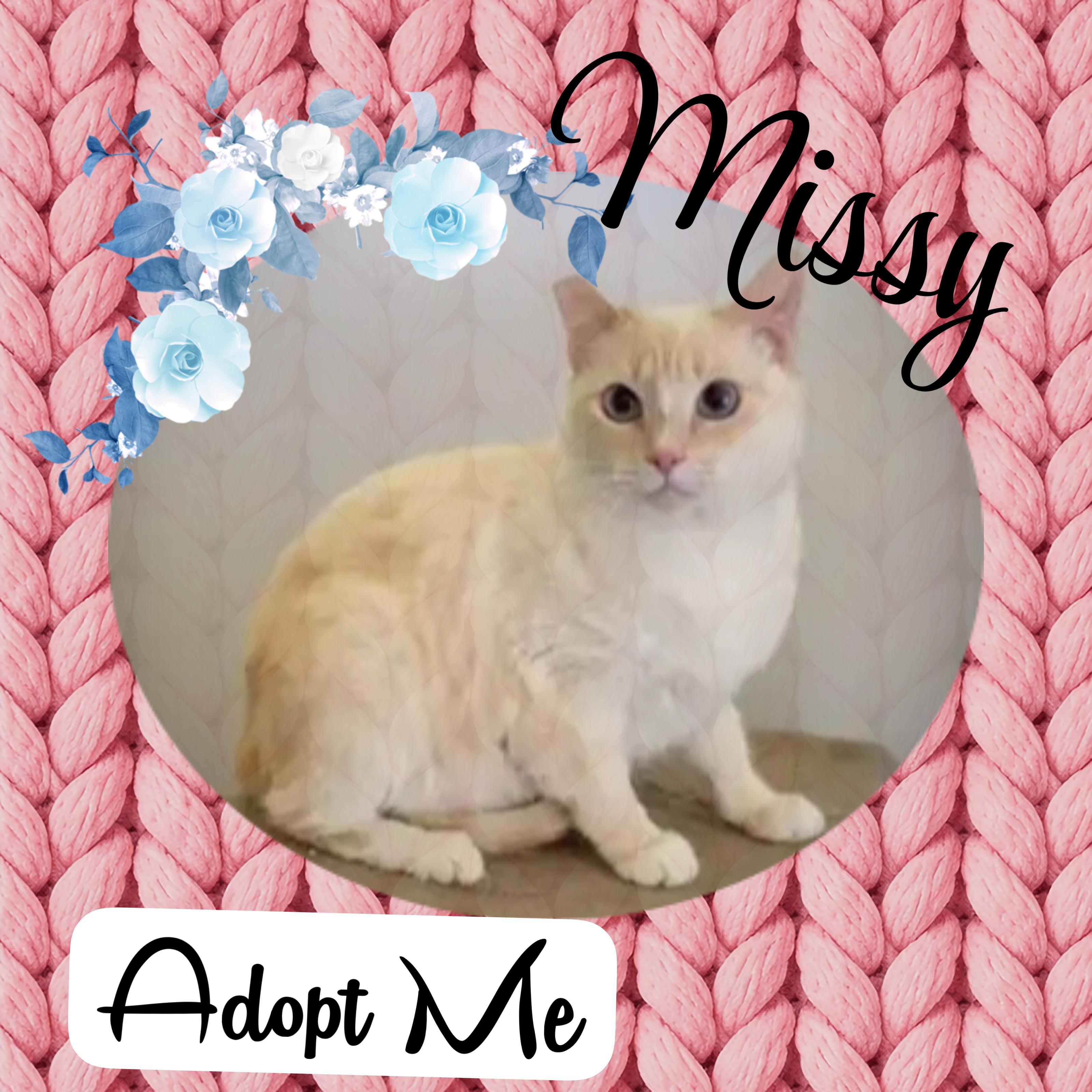 Missy, Adoptable, Adult Female Siamese.