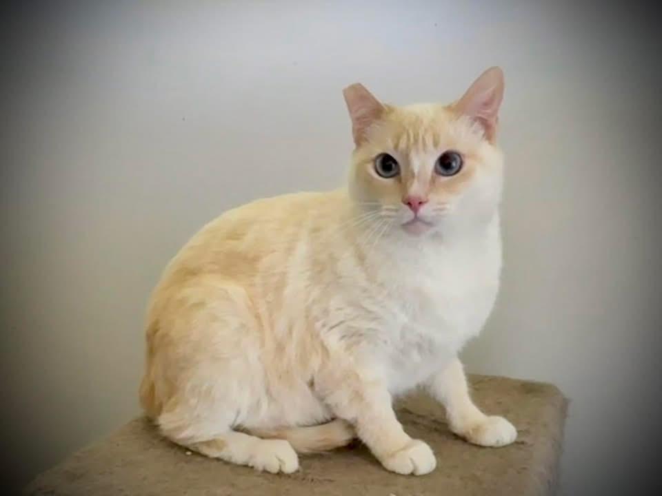Missy, a Adoptable Siamese in Fresno, CA image 1/3