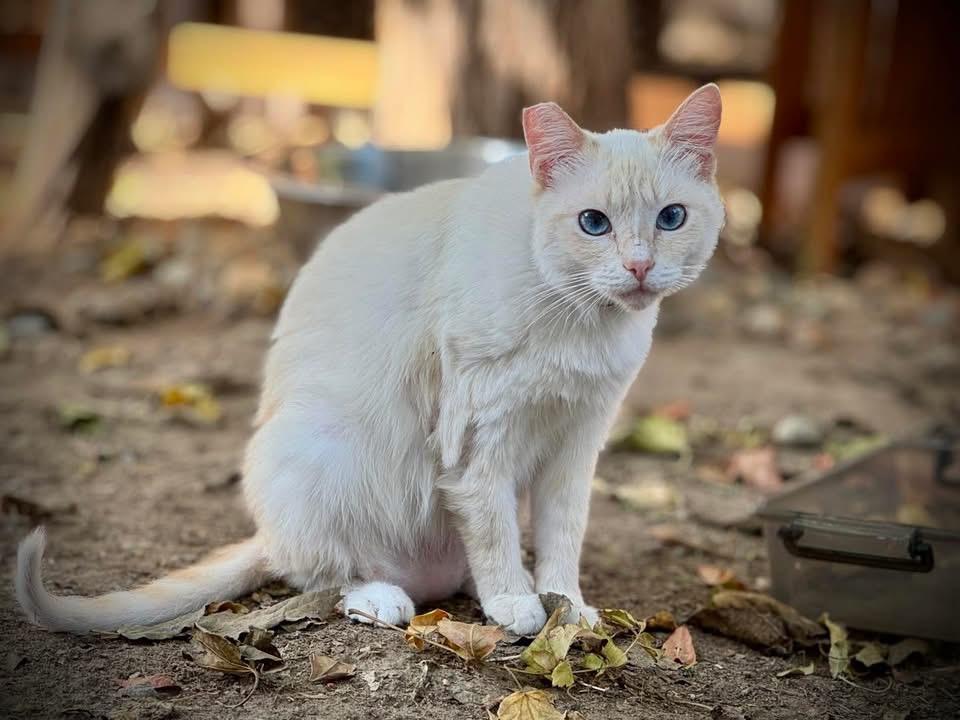 Enlarge Missy, a Adoptable Siamese in Fresno, CA image 3/3