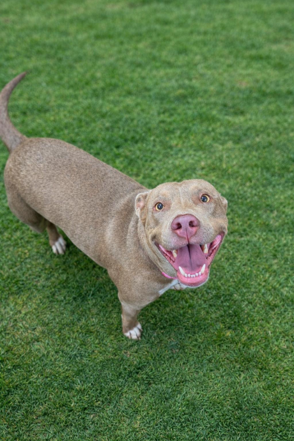 Fella, ADOPTABLE, Young Female American Bulldog & Staffordshire Bull Terrier.