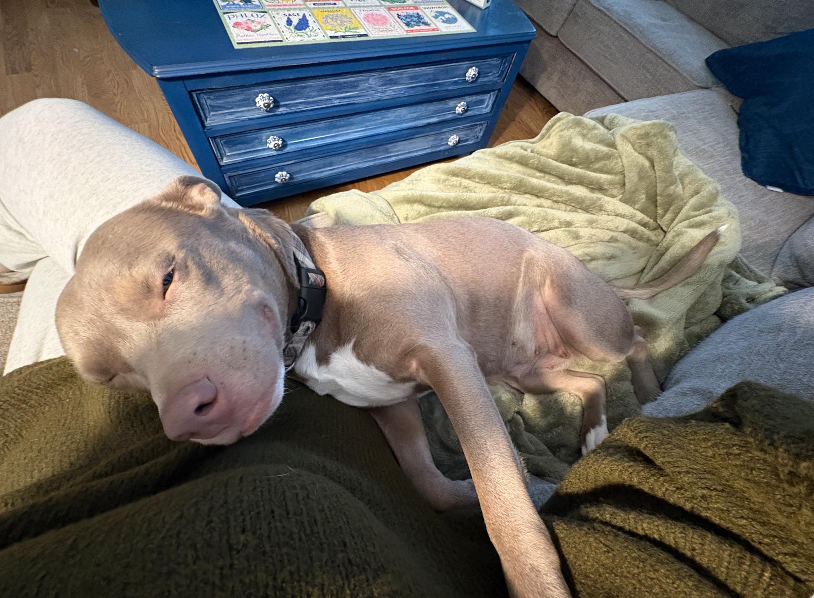 Enlarge Fella, a ADOPTABLE mixed breed in Denver, CO image 3/6