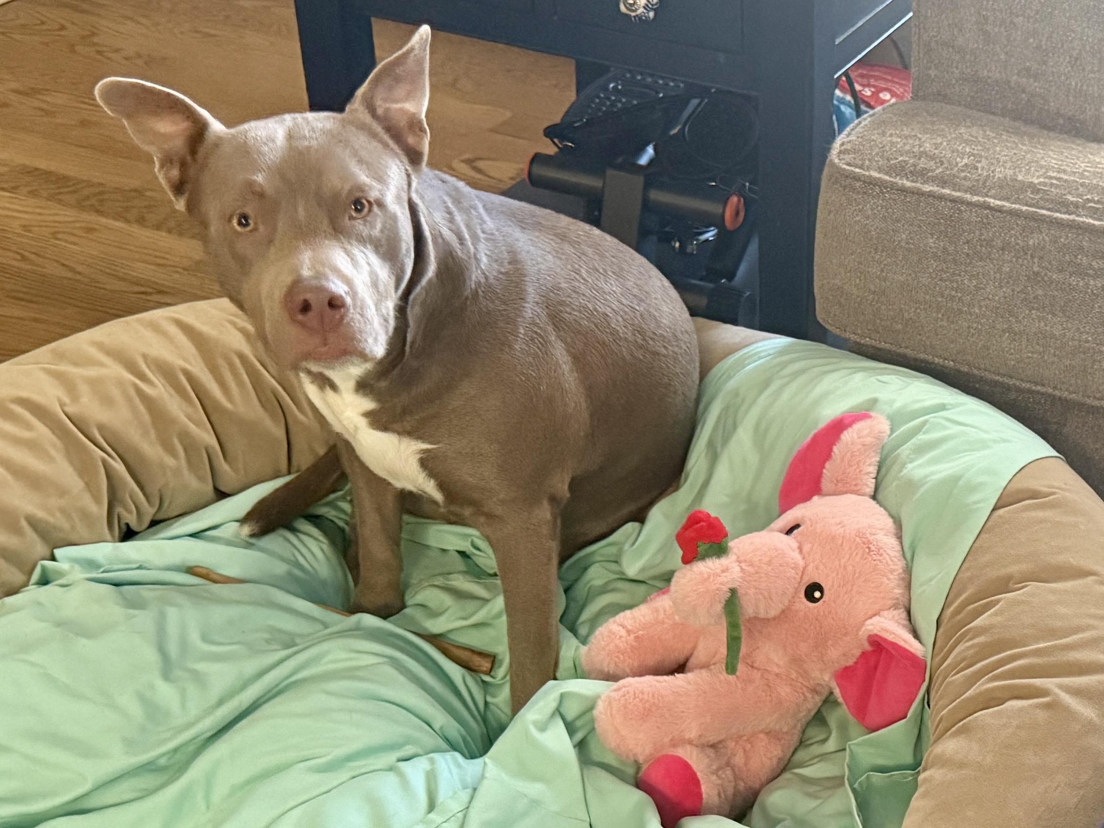 Enlarge Fella, a ADOPTABLE mixed breed in Denver, CO image 2/6