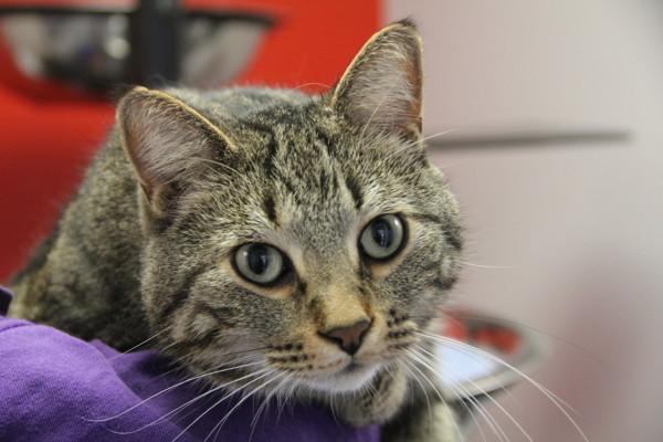 Henry, Adoptable, Adult Male Domestic Short Hair.