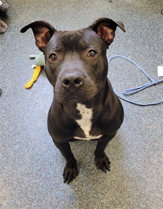 MUTTLEY CRUE, Adoptable, Young Male Pit Bull Terrier.