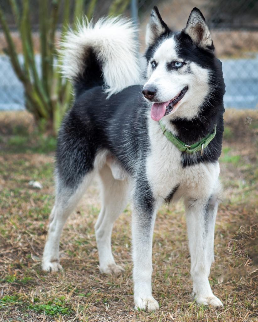 Enlarge Wayne (Zeus), a Adoptable Husky in Ocala, FL image 1/3