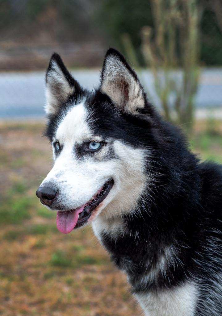 Enlarge Wayne (Zeus), a Adoptable Husky in Ocala, FL image 2/3