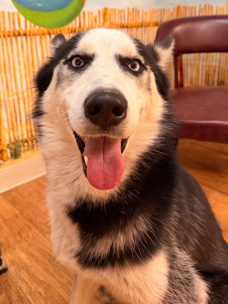 Enlarge Wayne (Zeus), a Adoptable Husky in Ocala, FL image 3/3