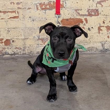 Enlarge Phillips, a Adoptable mixed breed in Savannah, GA image 1/3