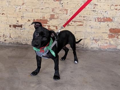 Enlarge Phillips, a Adoptable mixed breed in Savannah, GA image 2/3