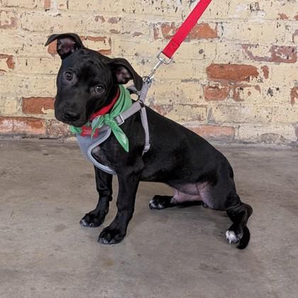 Enlarge Phillips, a Adoptable mixed breed in Savannah, GA image 3/3